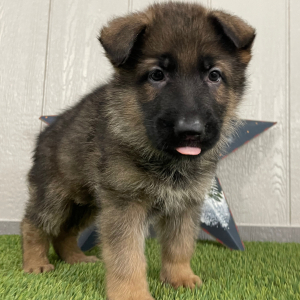 German Shepherd Dog Puppy Ozzy