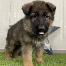 German Shepherd Dog Puppy Ozzy