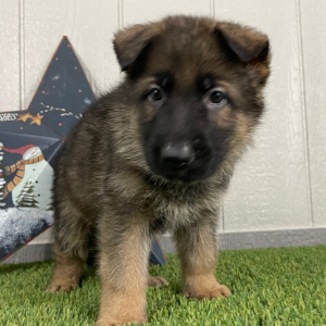 German Shepherd Dog Puppy Ozzy