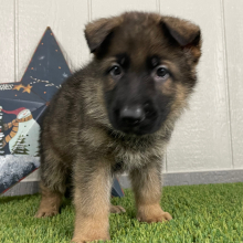 German Shepherd Dog Puppy Ozzy