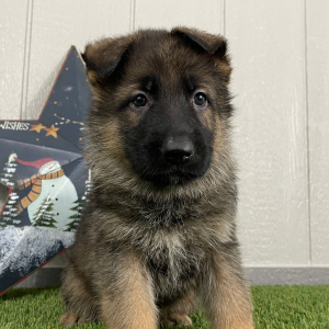 German Shepherd Dog Puppy Ozzy