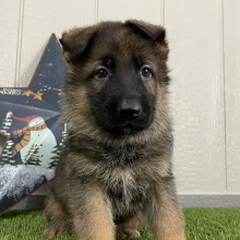 German Shepherd Dog Puppy Ozzy