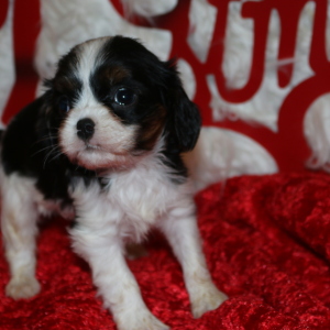 Cavalier King Charles Spaniel Puppy Mary