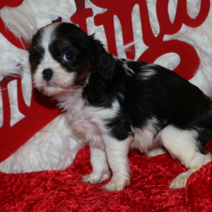 Cavalier King Charles Spaniel Puppy Mary