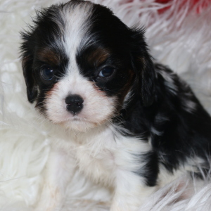 Cavalier King Charles Spaniel Puppy Mary