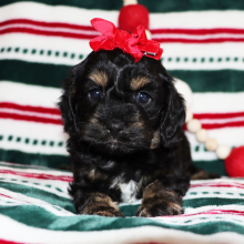 Cockapoo Puppy Passion