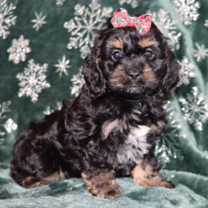 Cockapoo Puppy Passion
