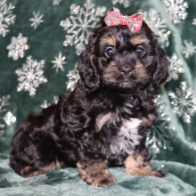 Cockapoo Puppy Passion