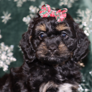 Cockapoo Puppy Passion