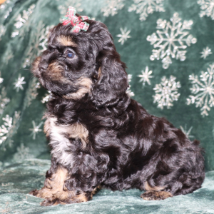 Cockapoo Puppy Passion