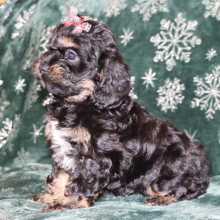 Cockapoo Puppy Passion