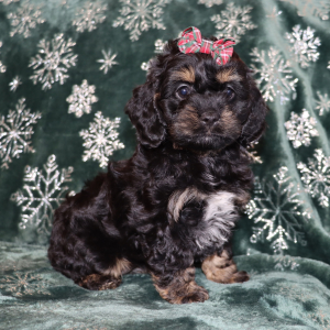 Cockapoo Puppy Passion