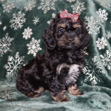 Cockapoo Puppy Passion