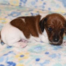 Dachshund Puppy Penny