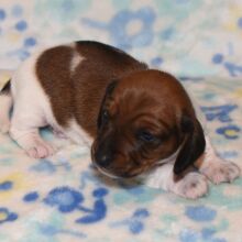 Dachshund Puppy Penny