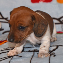 Dachshund Puppy Penny