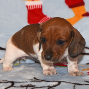 Dachshund Puppy Penny