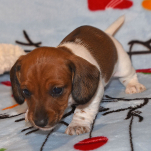 Dachshund Puppy Penny