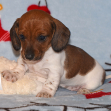 Dachshund Puppy Penny
