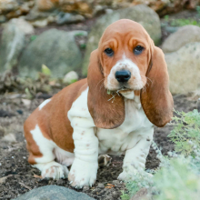 Basset Hound Puppy Phoebe