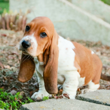 Basset Hound Puppy Phoebe