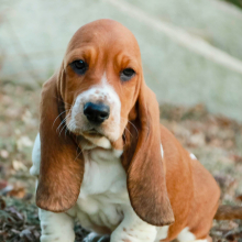 Basset Hound Puppy Phoebe