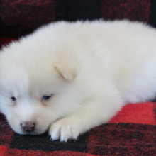 Pomsky Puppy Hawkgirl