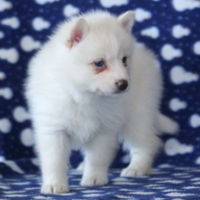Pomsky Puppy Hawkgirl