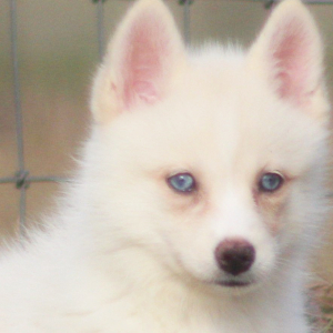 Pomsky Puppy Hawkgirl