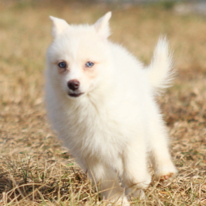 Pomsky Puppy Hawkgirl