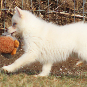 Pomsky Puppy Hawkgirl