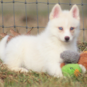 Pomsky Puppy Hawkgirl