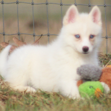 Pomsky Puppy Hawkgirl
