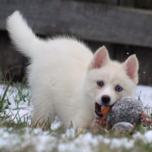 Pomsky Puppy Hawkgirl