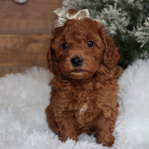 Poodle Puppy Relic
