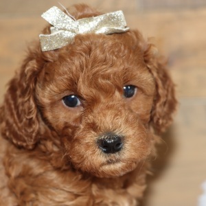 Poodle Puppy Relic