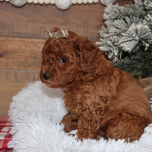 Poodle Puppy Relic