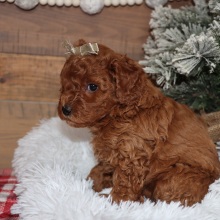 Poodle Puppy Relic