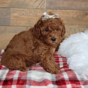 Poodle Puppy Relic