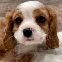 Cavalier King Charles Spaniel Puppy Madison