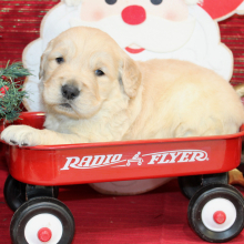 Golden Retriever Puppy Dude