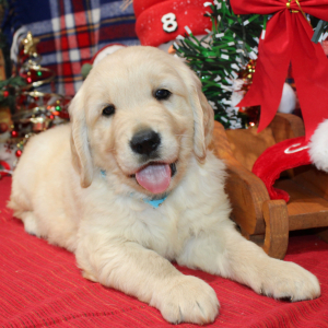 Golden Retriever Puppy Dude
