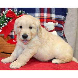Golden Retriever Puppy Dude