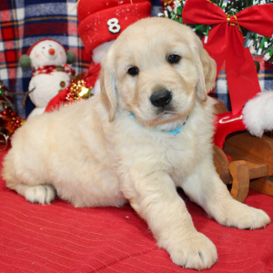 Golden Retriever Puppy Dude