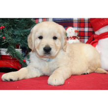 Golden Retriever Puppy Dude