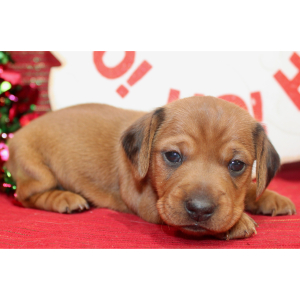 Dachshund Puppy Glory