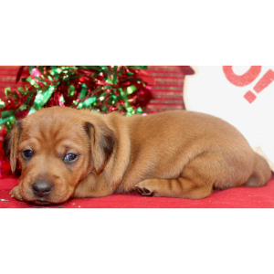 Dachshund Puppy Glory