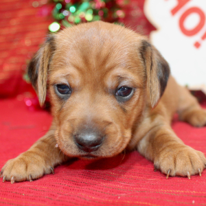 Dachshund Puppy Glory
