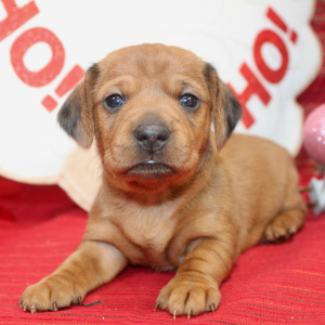 Dachshund Puppy Glory