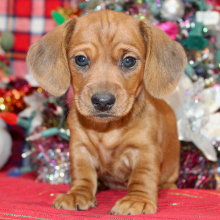 Dachshund Puppy Glory